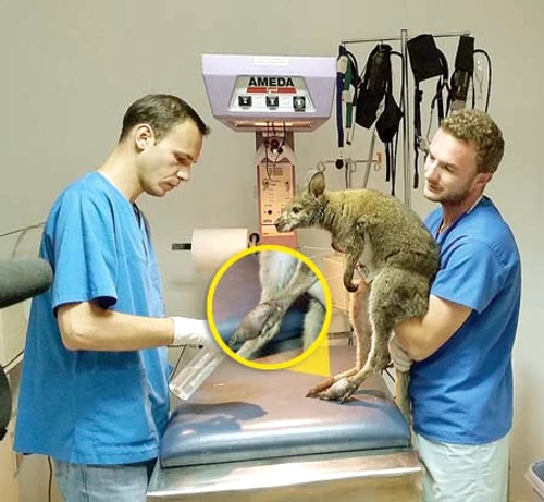 Medicul Gabriel Gaşpar i-a amputat cangurului Ru un deget (FOTOGRAFII: SANDRINIO NEAGU)