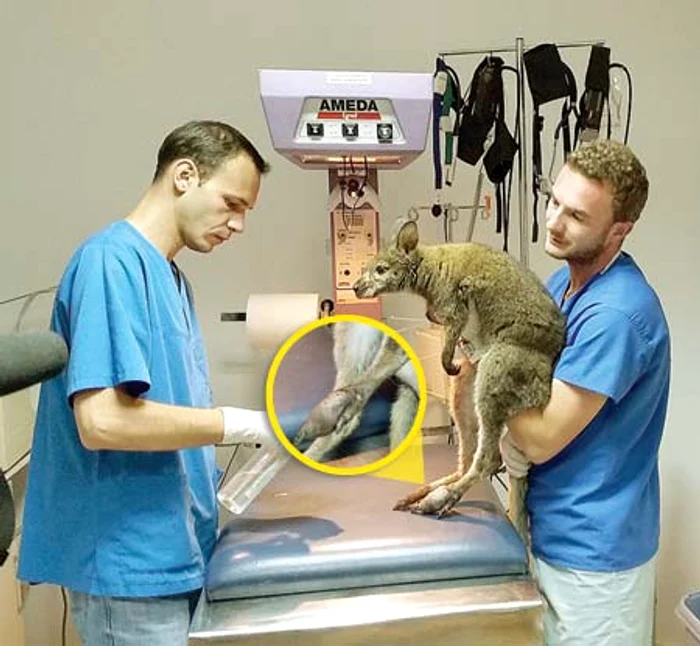 Medicul Gabriel Gaşpar i-a amputat cangurului Ru un deget (FOTOGRAFII: SANDRINIO NEAGU)