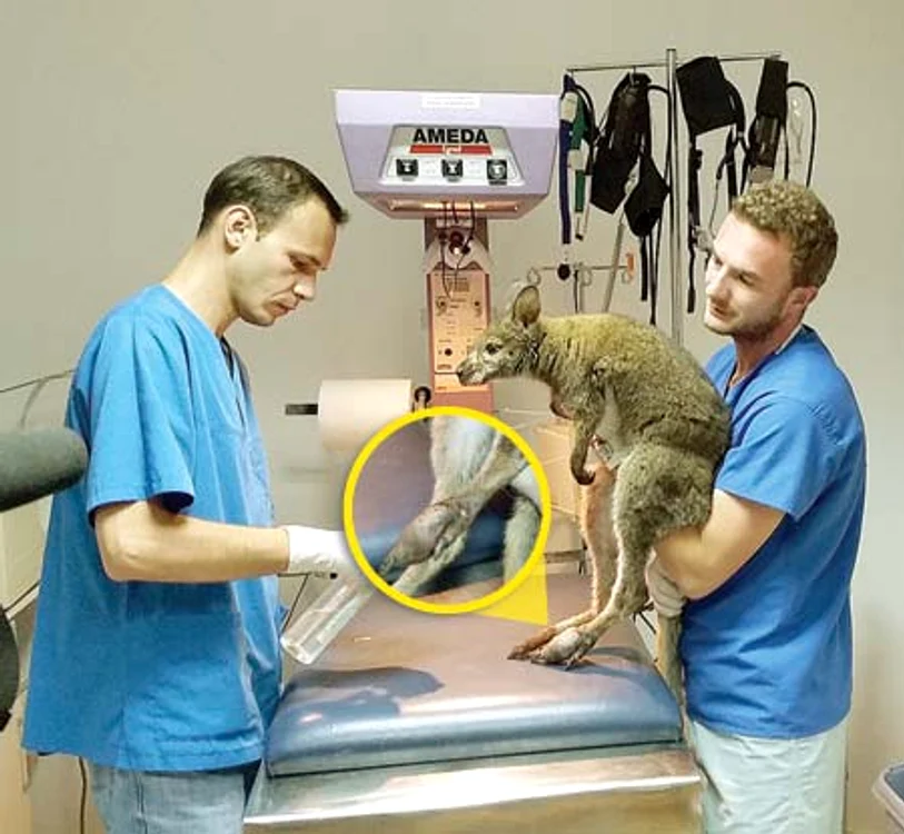 Medicul Gabriel Gaşpar i-a amputat cangurului Ru un deget (FOTOGRAFII: SANDRINIO NEAGU)