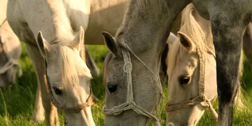 Turiştii pot admira peste 100 de lipiţani