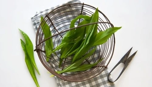 leurda ceai jpg jpeg