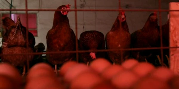 Ouăle găinilor stresate nu mai pot fi comercializate