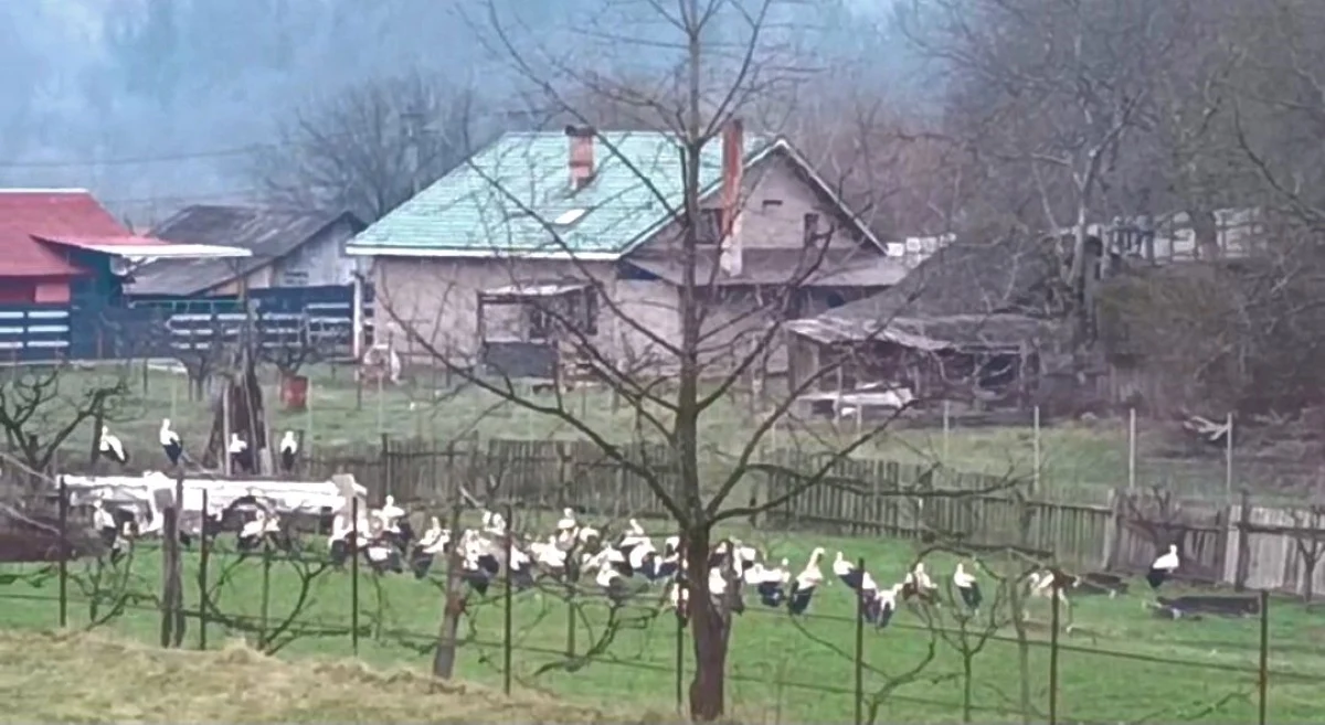 Fenomen rar în Bicaz, unde zeci de berze au poposit în curtea unui localnic. „Dacă vă aduceau copii câte berze aveți în curte...”