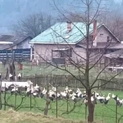 berze în curte foto FB Zănel Anei jpg