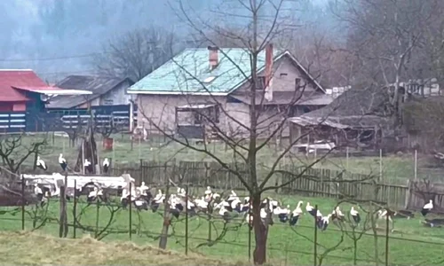 berze în curte foto FB Zănel Anei jpg