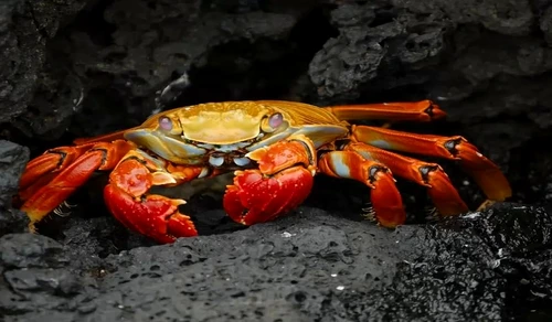 Galapagos Island jpeg