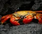 Galapagos Island jpeg