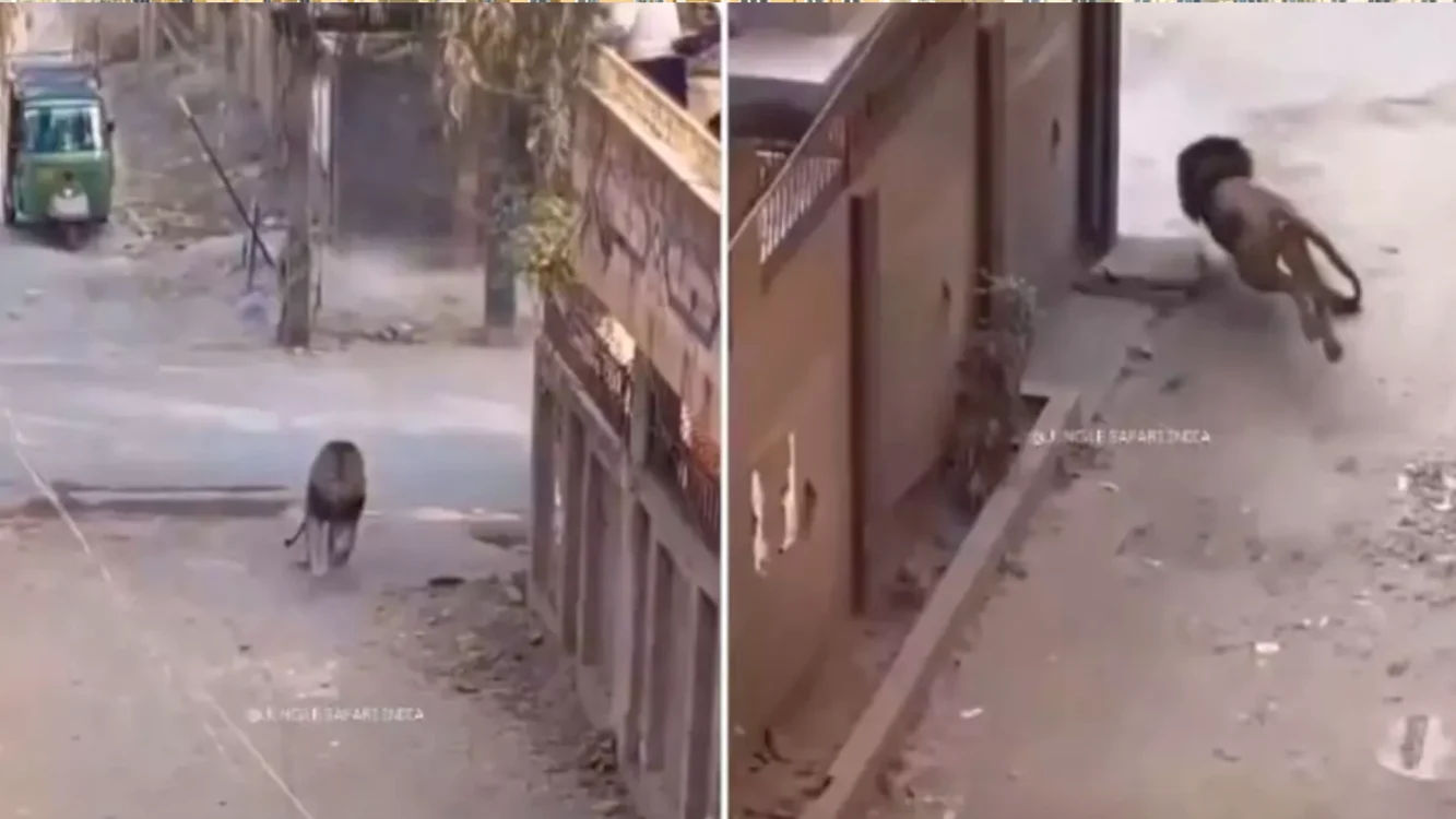Leul care a scăpat din cușcă Foto: captură video Twitter