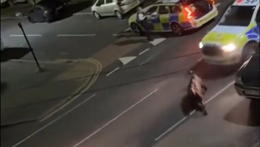 Imagini greu de privit filmate pe o șosea din Marea Britanie. Un polițist lovește intenționat cu mașina un vițel scăpat pe străzi: „Ce fel de monstru...?” VIDEO