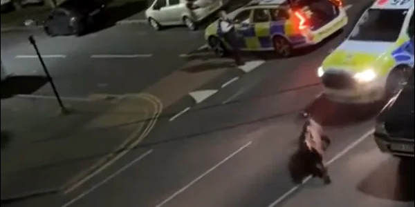 Poliția din Londra lovește intenționat un vițel, cu autospeciala. FOTO captură West London (Southall)