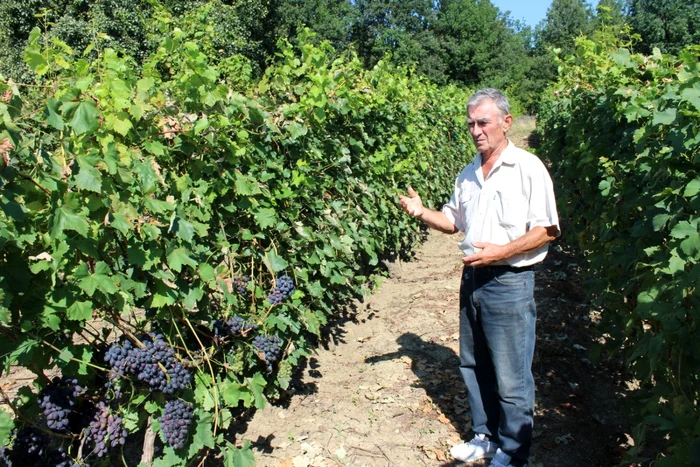 Vasile Cochină deţine o plantaţie de viţă de vie nobilă de aproximativ o jumătate de hectare  FOTO: Alin Ion