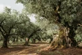 maslini adobestock jpg