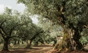 maslini adobestock jpg