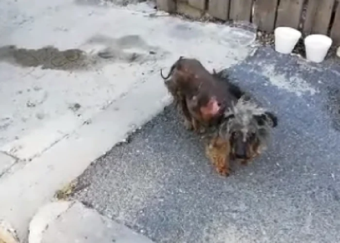 catelul Norocel Foto Captură video