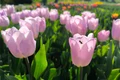 Explozie de culoare în Grădina Botanică  FOTO: Complexul Muzeal de Științele Naturii Galați