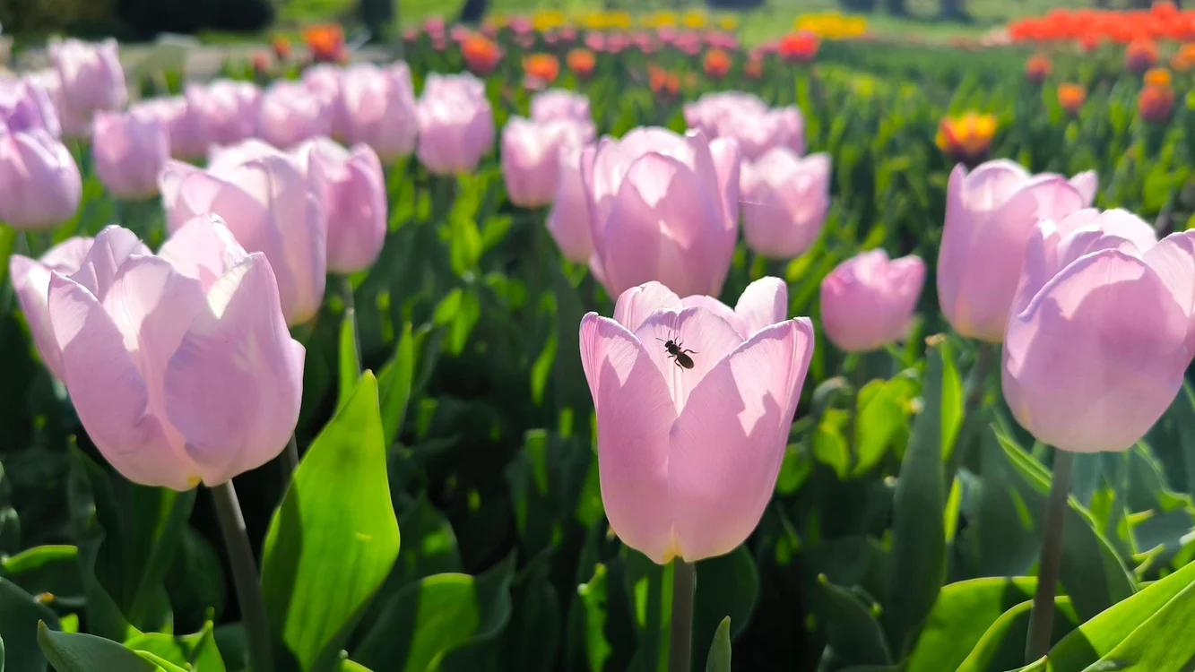 Grădina botanică. Foto: arhiva.