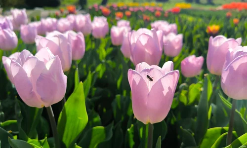 Explozie de culoare în Grădina Botanică  FOTO: Complexul Muzeal de Științele Naturii Galați