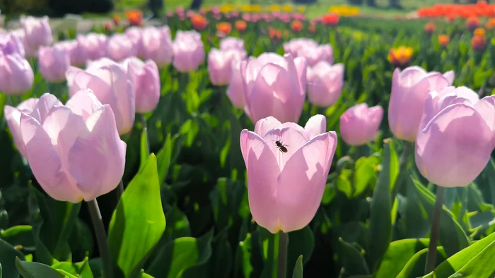 Grădina botanică. Foto: arhiva.