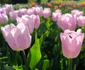 Explozie de culoare în Grădina Botanică FOTO: Complexul Muzeal de Științele Naturii Galați