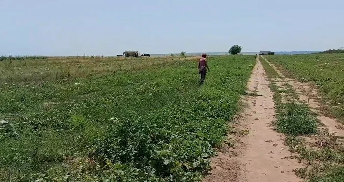 Zilierii și fermierii muncesc în câmp chiar și la peste 40 grade Celsius FOTO: Adevărul