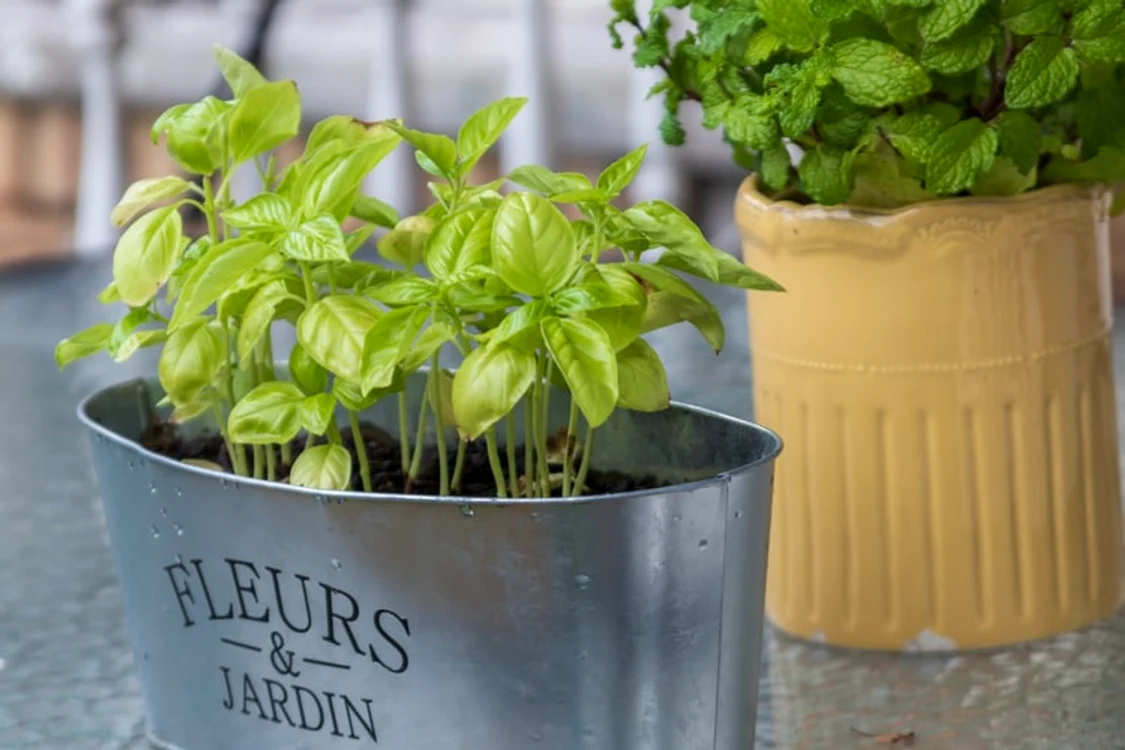 plante aromatice jpeg