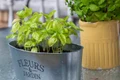 plante aromatice jpeg