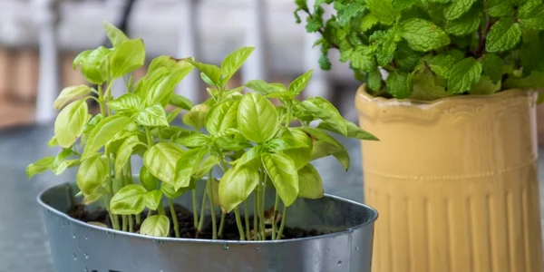 plante aromatice jpeg