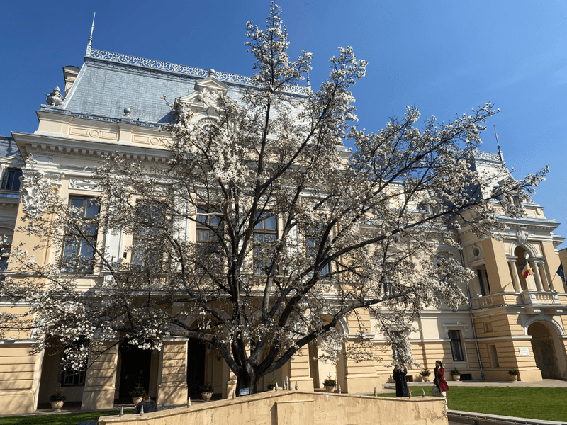 Magnolia înflorită din faţa Primăriei Iaşi fură toate privirile. Trecătorii sunt fermecaţi de peisajul de primăvară