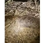 animal galati gif gif
