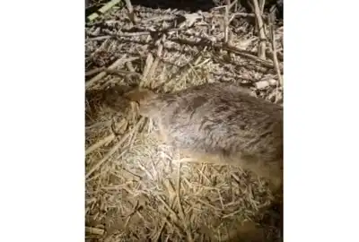 animal galati gif gif