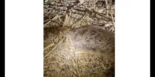 animal galati gif gif