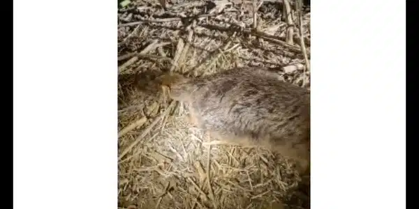 animal galati gif gif
