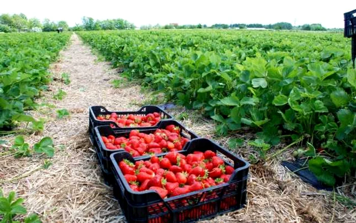 Sute de kilograme de fructe sunt livrate zilnic de căpşuneria din Vărsătura  FOTO Florentin Coman