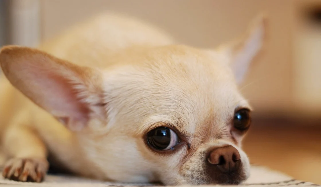 Câinele salvator este din rasa Chihuahua. FOTO Shutterstock