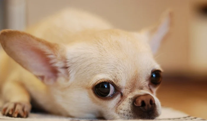 Câinele salvator este din rasa Chihuahua. FOTO Shutterstock