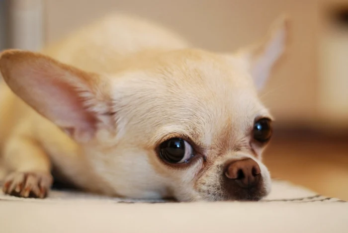 Câine din rasa Chihuahua FOTO: pexels.com