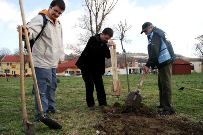 Peste 1.000 de arbori vor fi plantați în Oradea