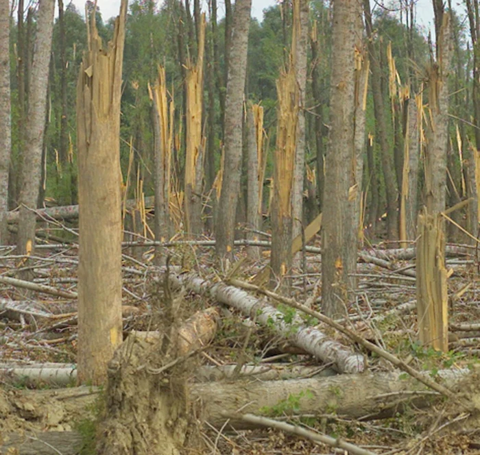 Salcâmii de pe 120 de hectare au fost rupți