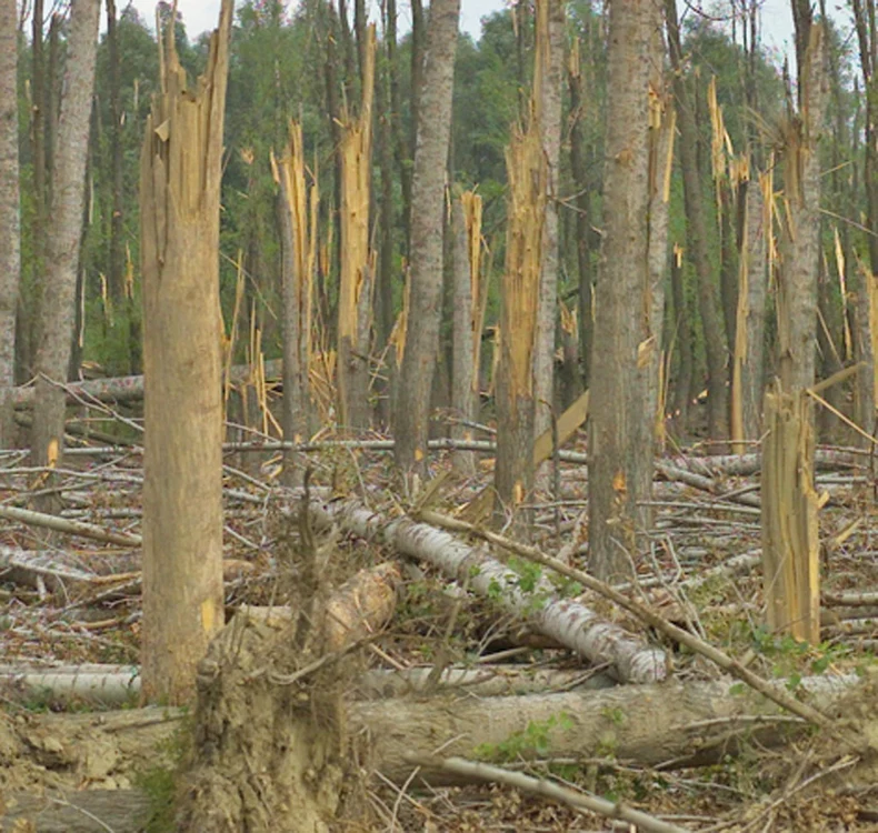 
    Salcâmii de pe  120 de hectare  au fost rupți   