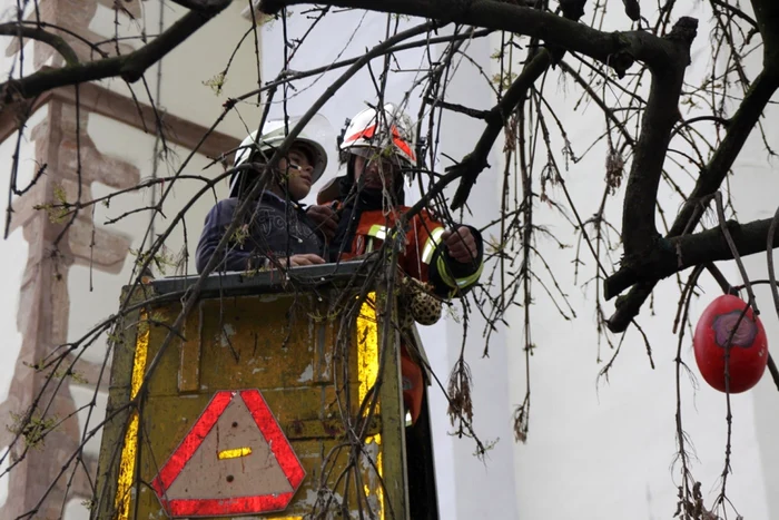 Copacul din centrul oraşului a fost împodobit cu ouă colorate. Pentru a ajunge la crengi, cei mici au avut nevoie de o scară specială şi de ajutorul pompierilor FOTO: Bianca Sara