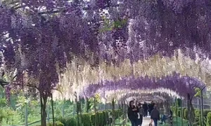 glicina Manastirea ghighiu 1 jpg