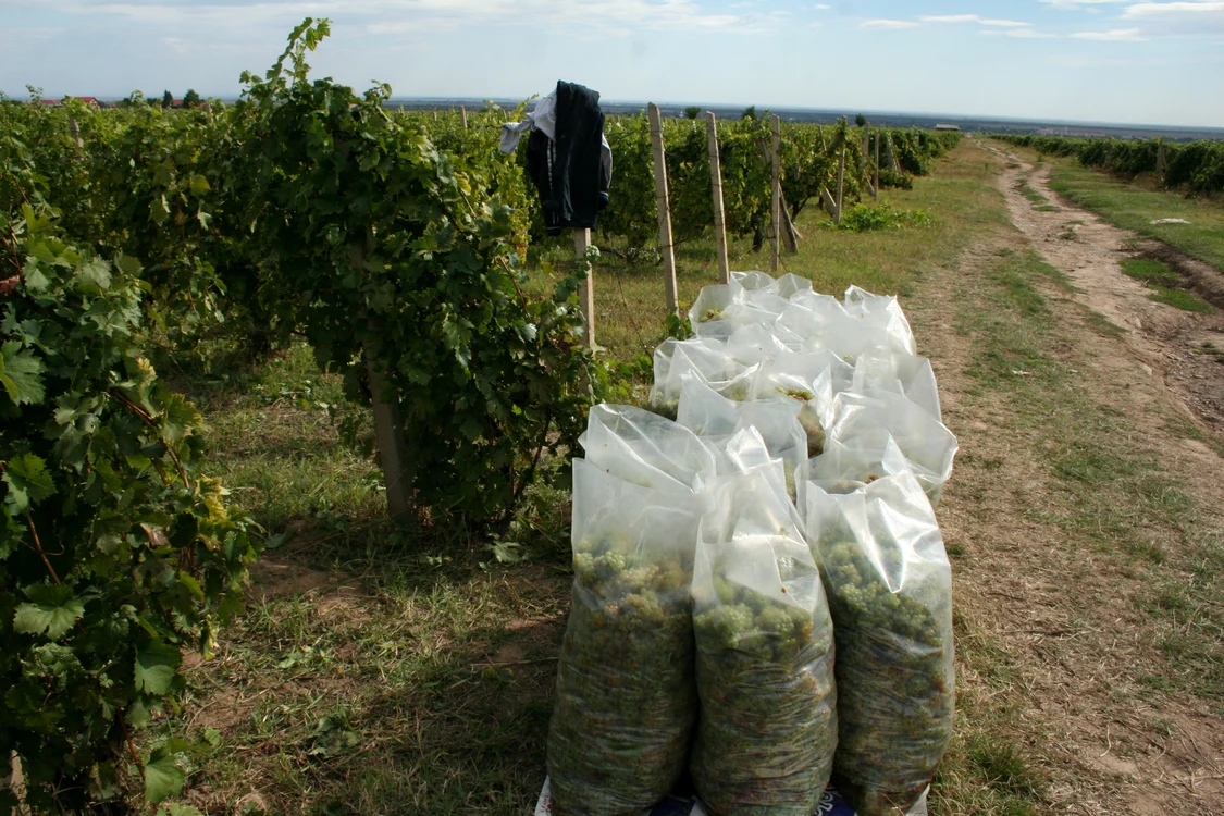 Producția de struguri este mai mică anul acesta FOTO: Ștefan Borcea