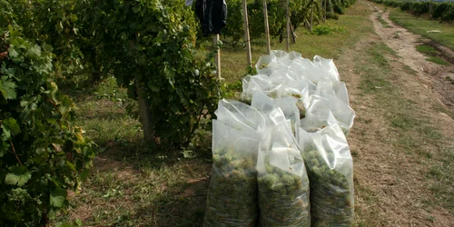 cules struguri (1) JPG