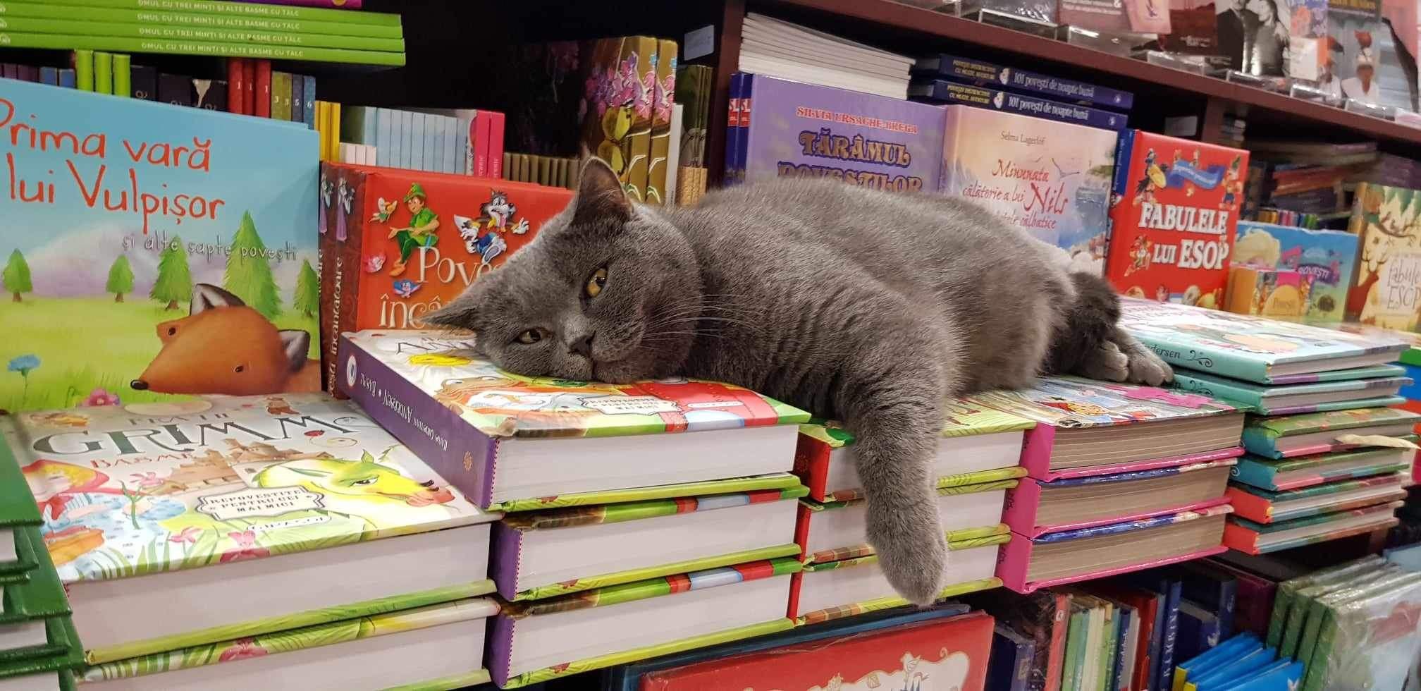 Pisica Năsucăi, bibliotecara unei librării, iubește cărțile pentru copii din Constanța