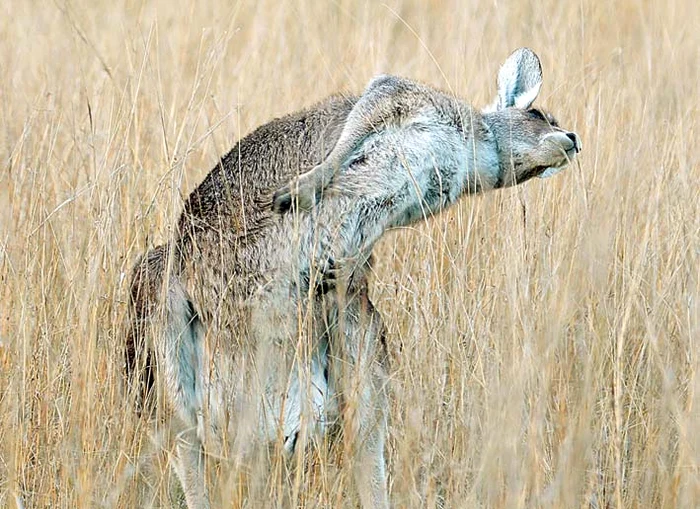 
    “Am ritmul în  sânge! Mă vezi?”Foto:Photoland / Caters  
