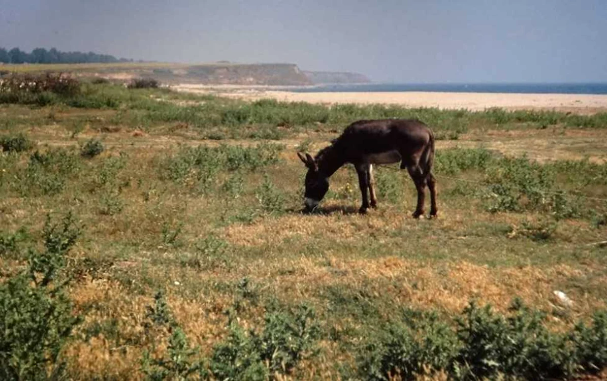 Vama Veche