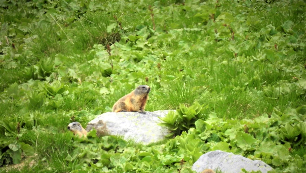 Marmotele se bucură de soare FOTO: Romsilva