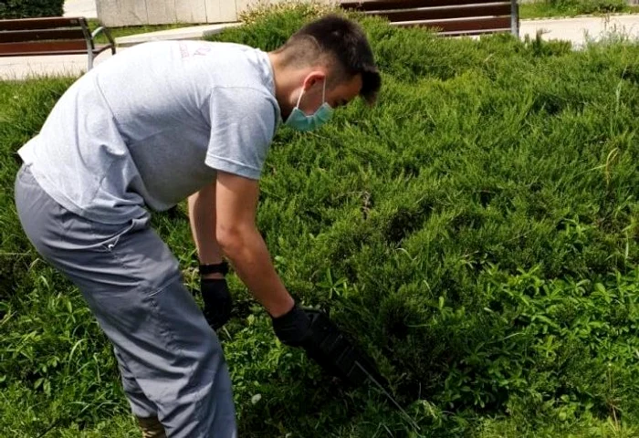 În marile parcuri vor fi amplasate cutii negre pline cu otravăFoto: m.cugetliber.ro