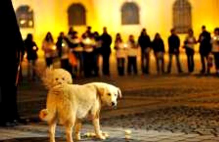 Comisia juridică a Camerei Deputaţilor urmează să stabilească o procedură privind legea care vizează câinii comunitari FOTO Mediafax