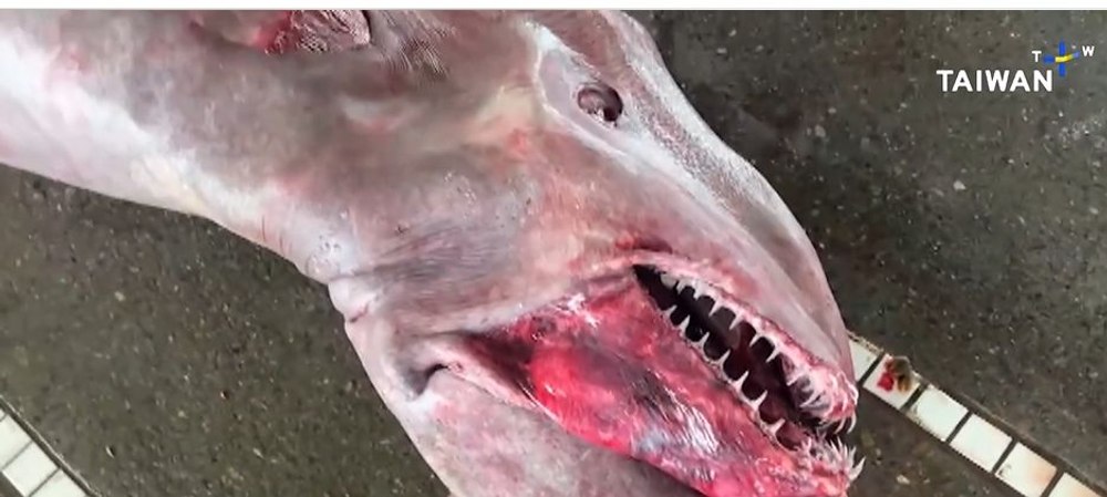 Vietate ciudată, capturată de pescari. Are 800 de kilograme și este „o specie preistorică rară" VIDEO